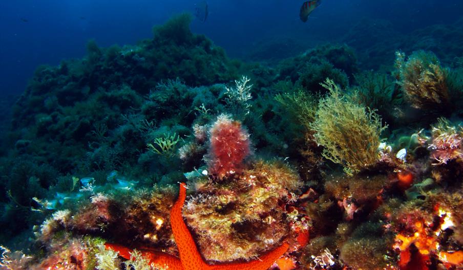 Fondo marino de Ibiza con estrella de mar, corales y biodiversidad mediterránea en una ruta de buceo en aguas cristalinas.
