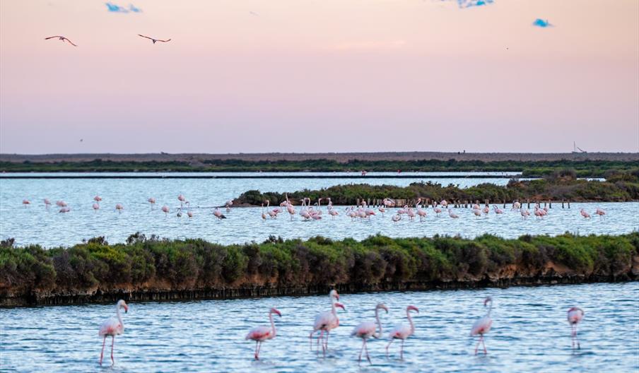 Flamencos en las lagunas del Parque Natural de Ses Salines, paisaje de humedales y biodiversidad al atardecer en Ibiza.