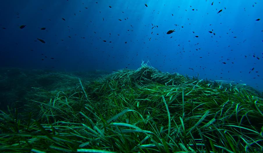 La posidonia oceánica es un alga verde brillante que forma parte del ecosistema de la isla de Ibiza.