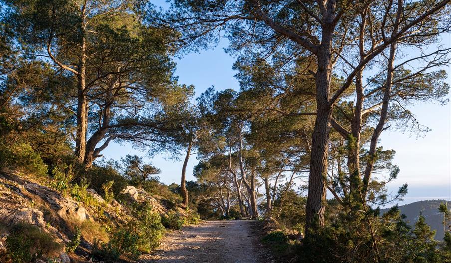 Sendero entre pinares y vegetación mediterránea en un paisaje natural de Ibiza, ideal para rutas de senderismo y paseos al aire libre.