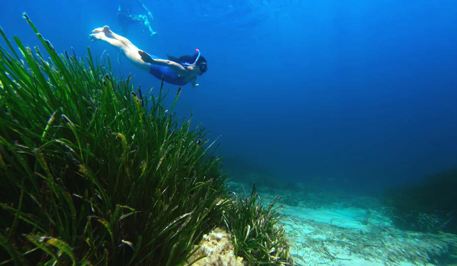 Persona practicando snorkel sobre praderas de posidonia en aguas cristalinas, descubriendo el fondo marino de Ibiza.

