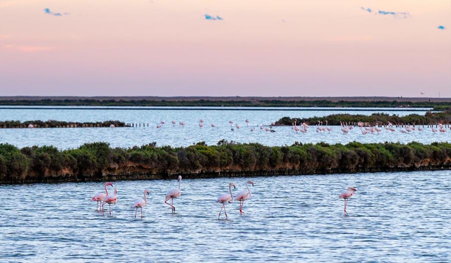 Flamencos en el Parque Natural de Ses Salines.