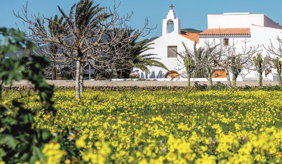 Se ve un campo de flores amarillas con árboles sin hojas y, al fondo, una iglesia blanca con un campanario acabado en cruz,
